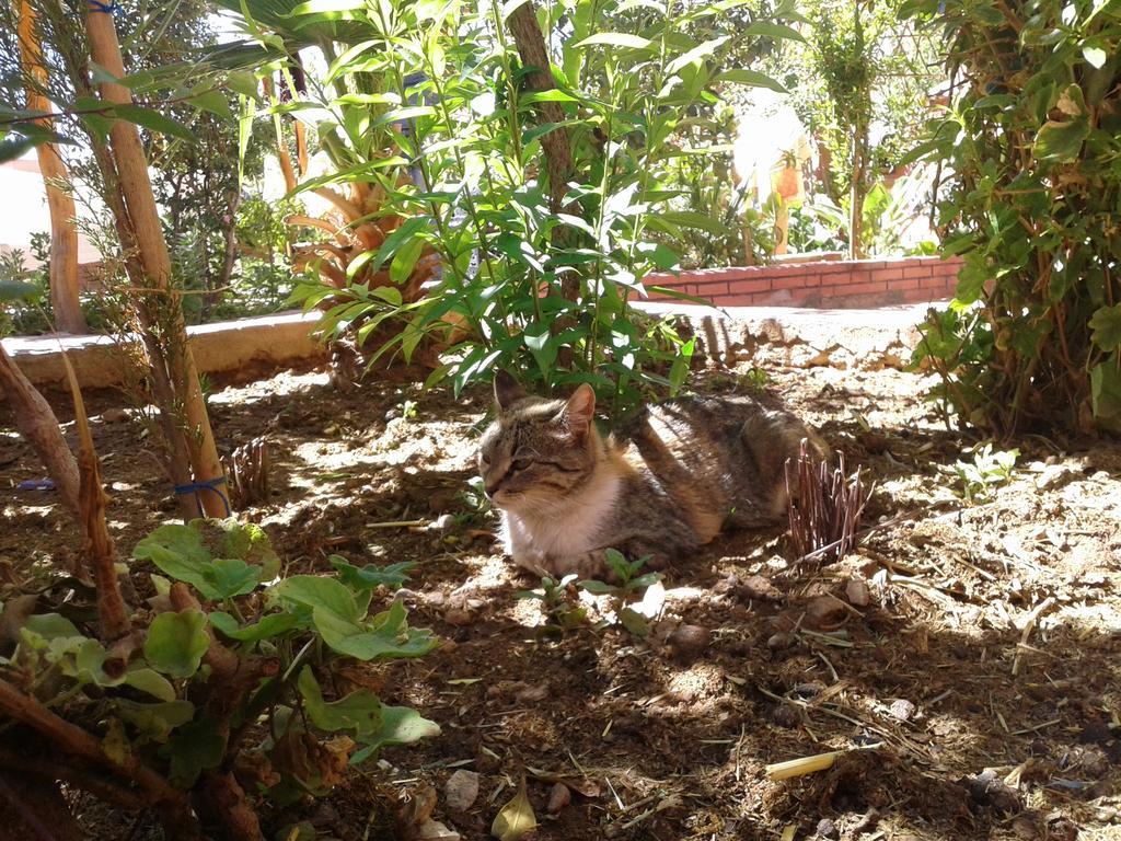 Auberge Le Jardin De La Source Aït Ben Ali Buitenkant foto